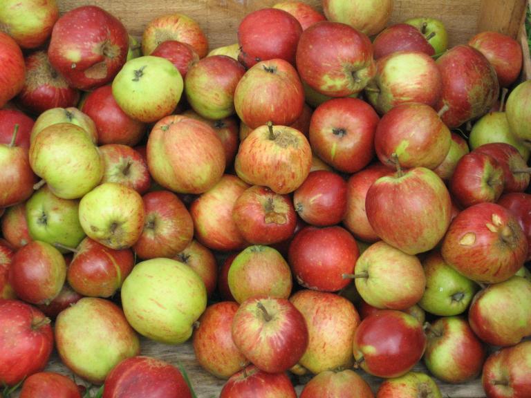 beauty of bath apples