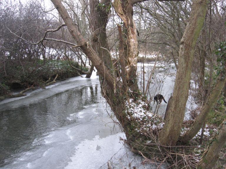 River Wyre begins to freeze